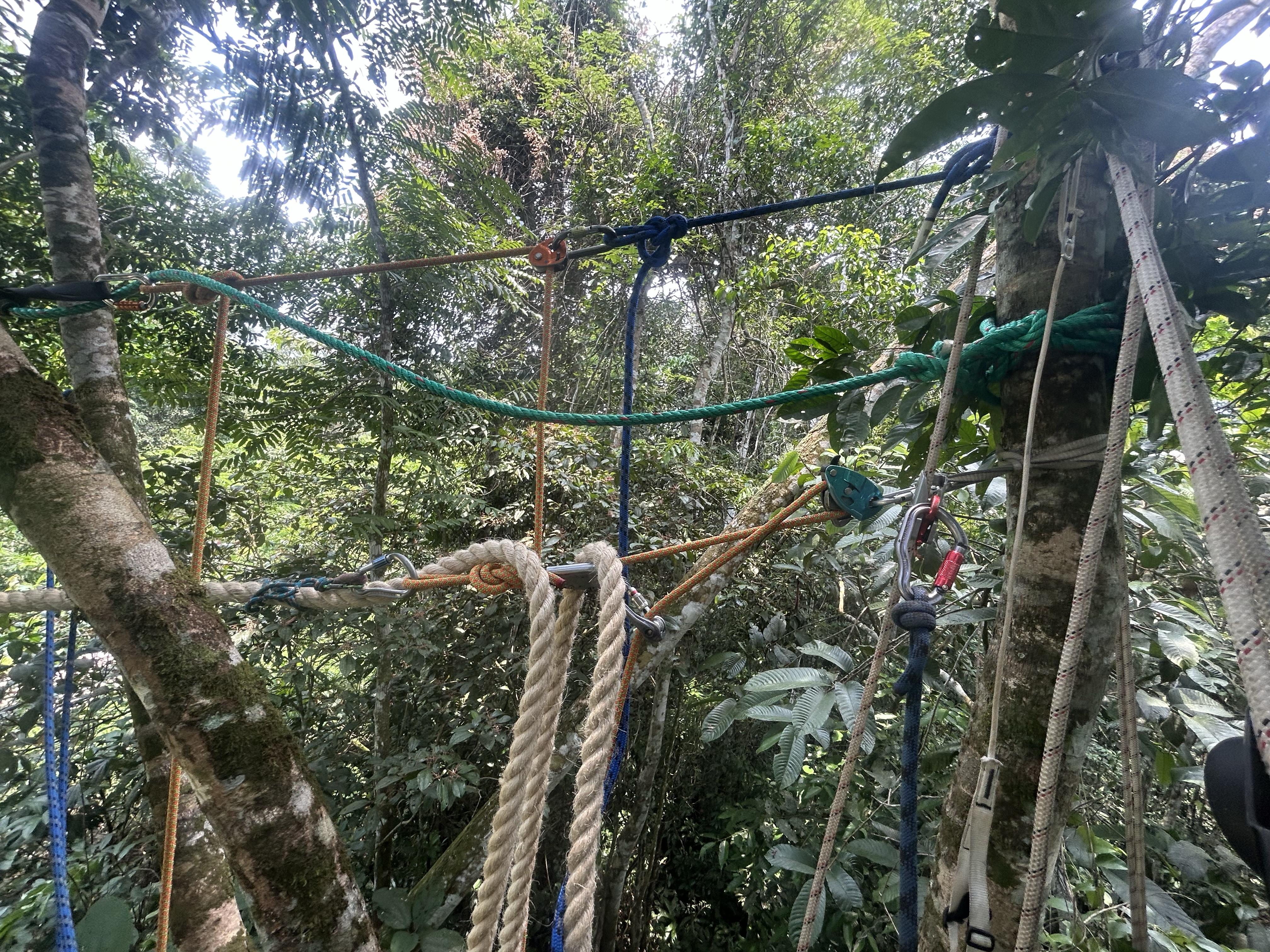 Canopy Rope Bridge Canopy Bridges – Ropey Science